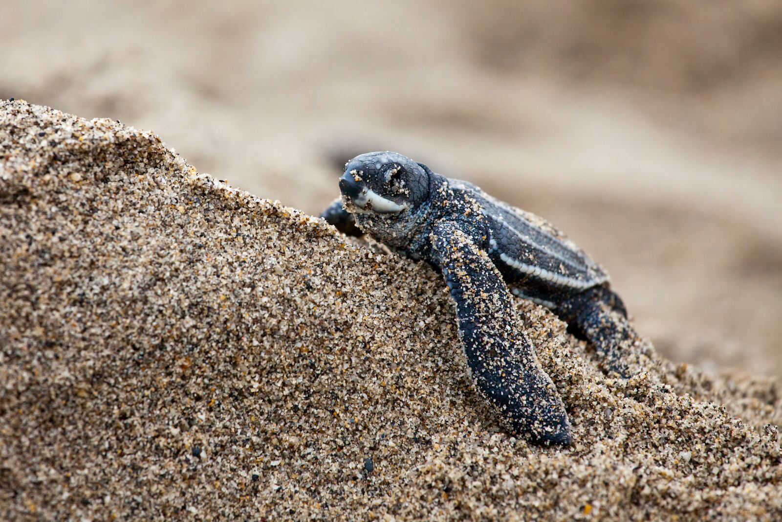 This photo provided by the Oceanic Society shows a young leatherback turtle in Trinidad in 2019. (Brian J. Hutchinson/Oceanic Society via AP)