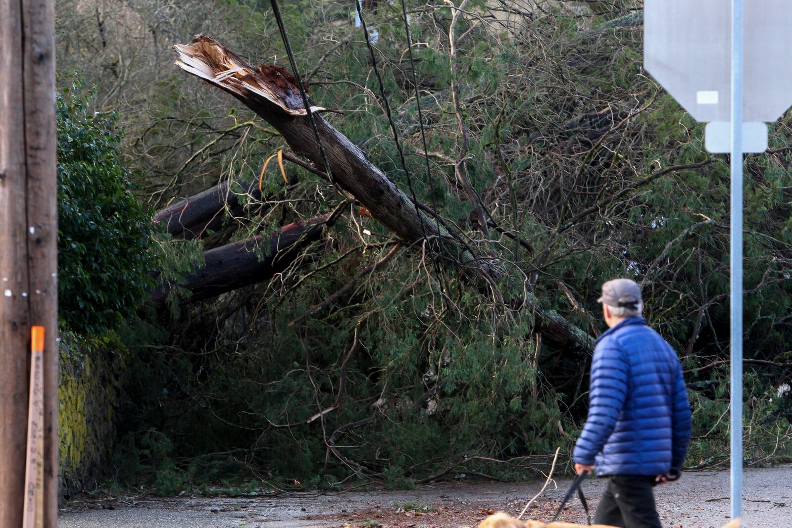 FILE - A man looks at a tree that fell on power lines during a major storm in Issaquah, Wash., on Friday, Nov. 22, 2024. (AP Photo/Manuel Valdes,File)
