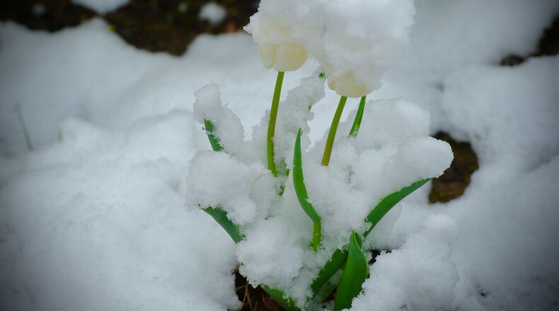 Snow covers spring flowers on Wednesday, April 21, 2021. MARSHALL GORBY/STAFF