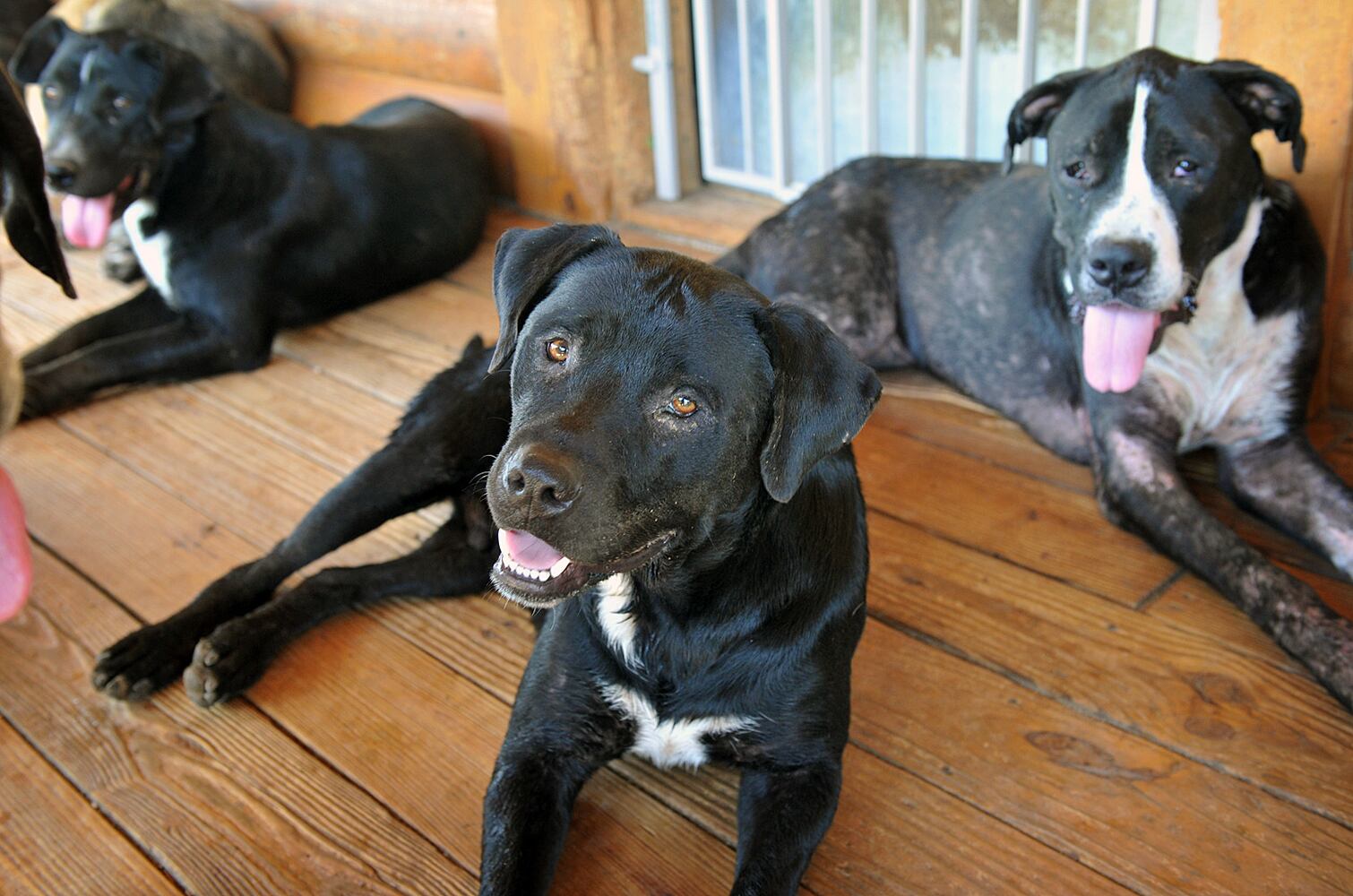 News hounds (8/13/15)
