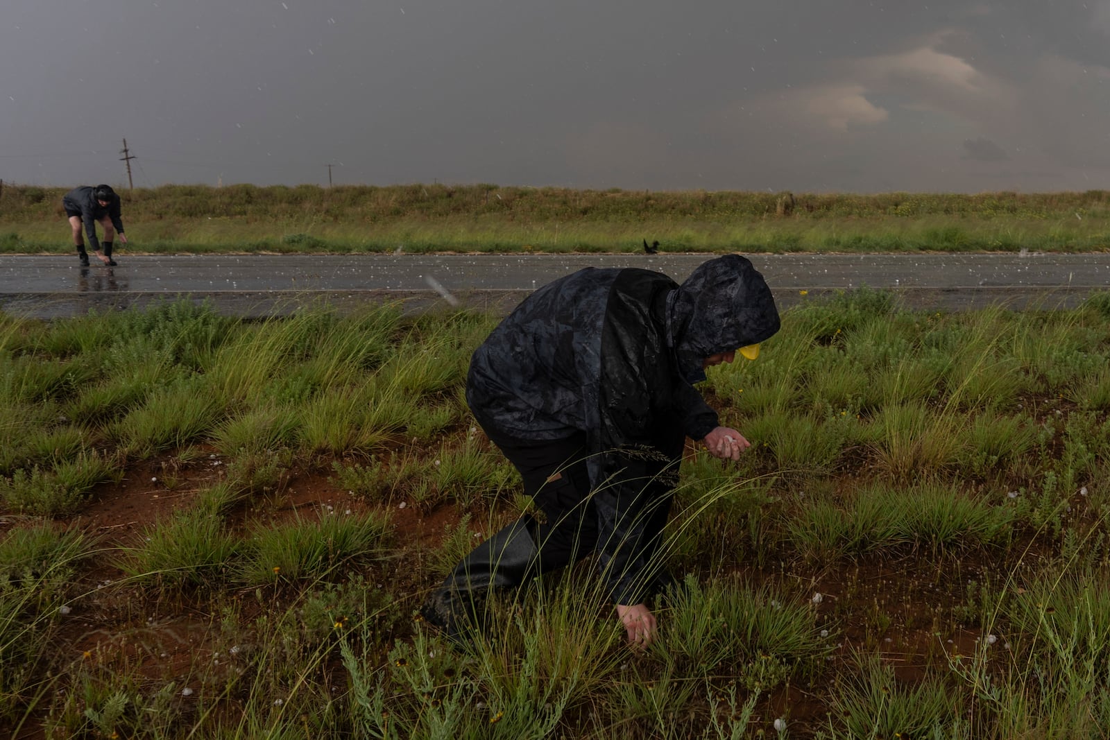 Northern Illinois University's Husky Hail Hunter members Joey Toniolo, right, and Tony Illenden, back left, pick up hail while in a hailstorm during a Project ICECHIP operation Friday, June 6, 2025, near Morton, Texas. (AP Photo/Carolyn Kaster)