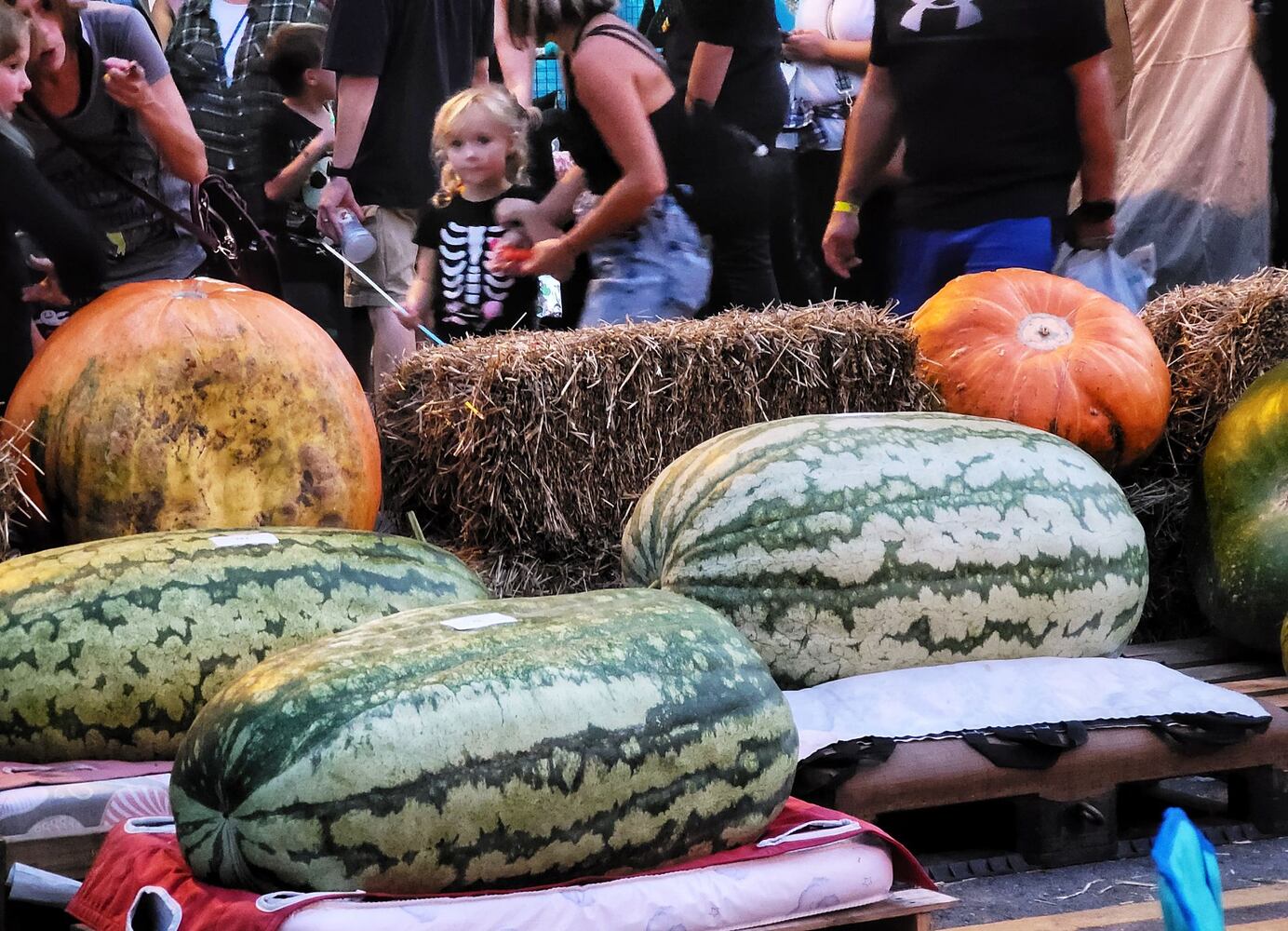 100921 Operation Pumpkin Hamilton
