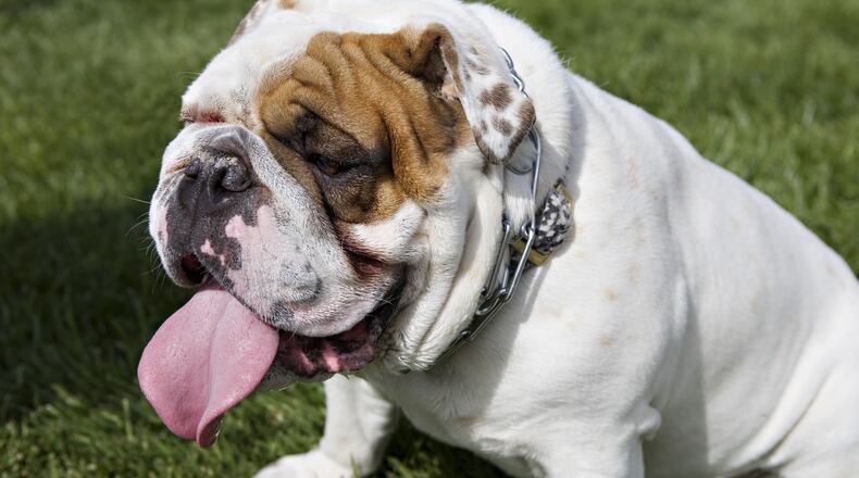 Bulldog stock photo