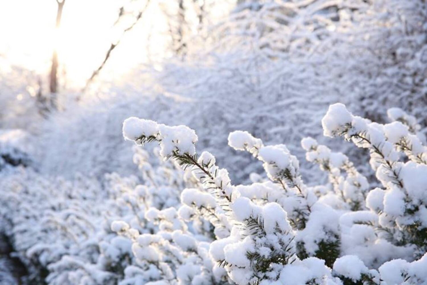 PHOTOS: Miami Valley gets a coating of snow in April  (User-submitted photo)