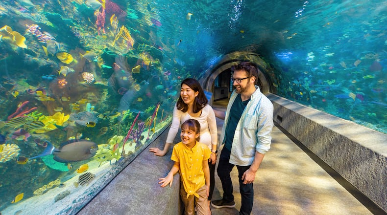 Newport Aquarium, located across the river from Cincinnati at 1 Levee Way in Newport, Kentucky, is celebrating opening weekend for its all-new Coral Reef Tunnel. The tunnel, which boasts 360-degree views of the 60,000-gallon walk-through exhibit, officially kicks-off opening weekend on Friday, March 11.