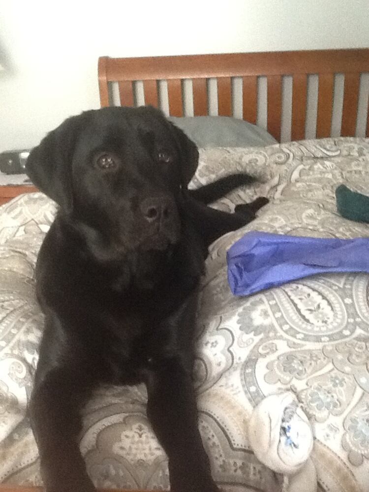 PHOTOS Readers respond to National Black Dog day post with pictures of their pets.