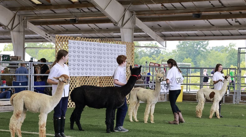 The Warren County Fair will be held July 15-20 at 655 N. Broadway St., Lebanon. There will be shows, 4-H exhibits, rides, music, food, and more. Pictured is the Alpaca show at the Warren County Fair July 19, 2023 in Lebanon. For more information, go to warrencountyfairohio.org. NICK GRAHAM/STAFF