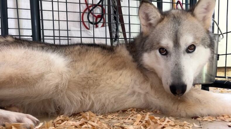 One local rescue will welcome home three wolfdogs that were among hundreds of animals saved Jan. 25 from an Ohio fur farm. SUSAN VOFT/CONTRIBUTED