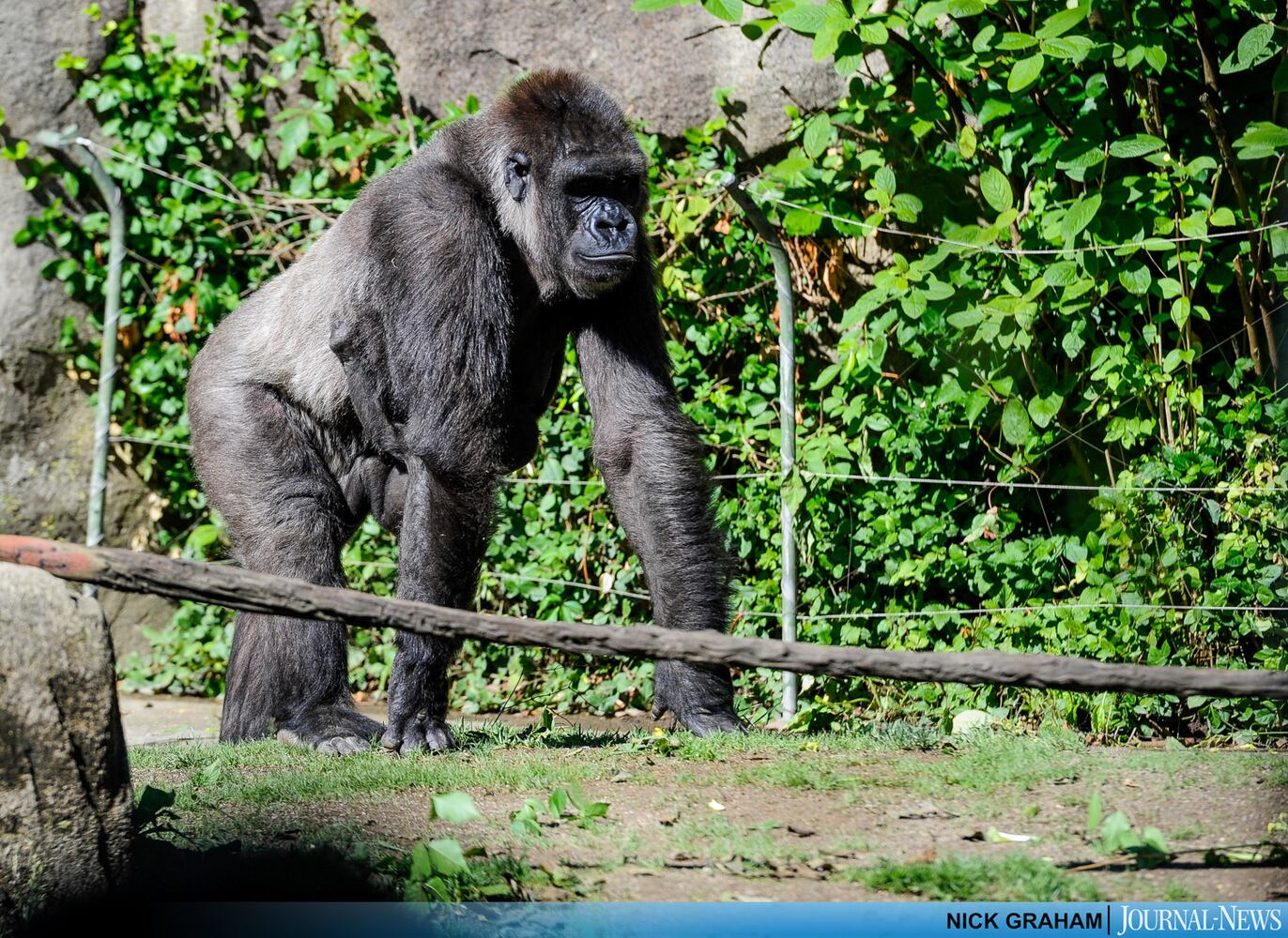Gorilla Exhibit re-opens