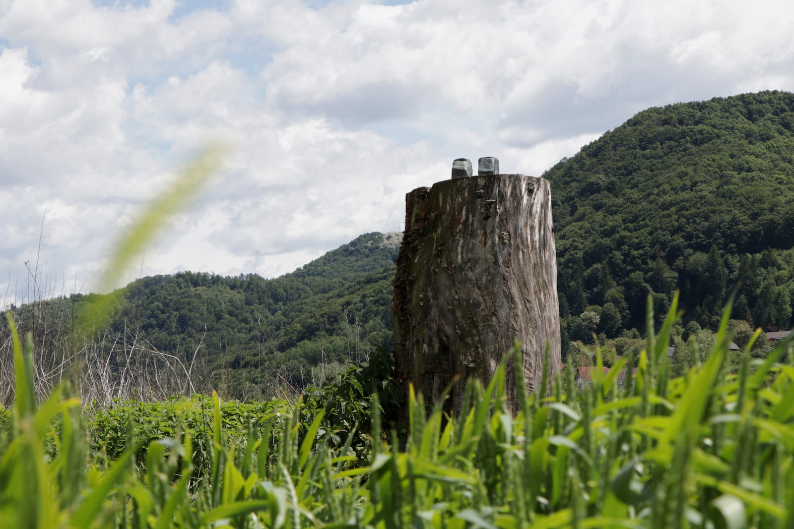 Ankles of sawed off and taken away bronze statue which represented Melania Trump remain on the tree stump where it was placed in 2020, in the village of Rozno, Slovenia, Friday, May 16, 2025, near Melania Trump's hometown of Sevnica. (AP Photo/Relja Dusek)