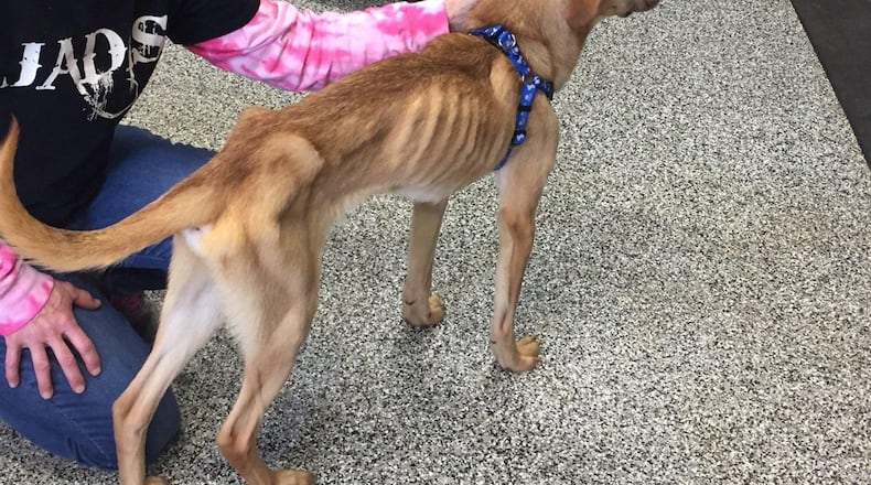 A Middletown woman has been charged with first-degree misdemeanor cruelty to a companion animal after she turned her severely emaciated dog into an animal rescue.