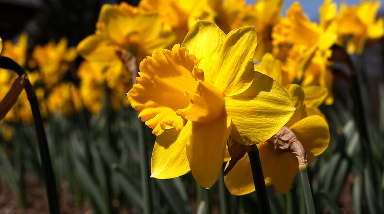 Kissed by sunshine and warm weather over the past few days, spring flowers have started popping up and showing their bright colors throughout the Springfield area marking the re-awakening of Mother Nature for another year. BILL LACKEY/STAFF