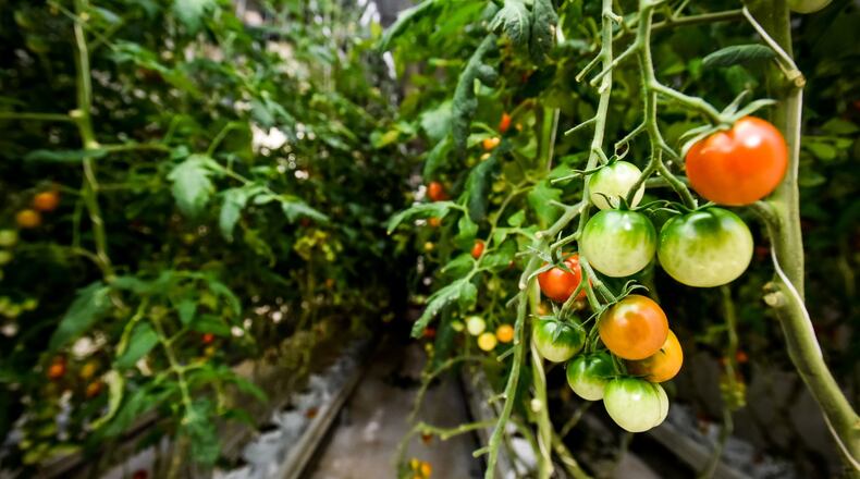 80 Acres Farms is now producing tomatoes in downtown Hamilton. They purchased the former Miami Motor Car Co. building on S. 2nd Street in February 2017 and have renovated it to create an indoor farm facility. NICK GRAHAM/STAFF