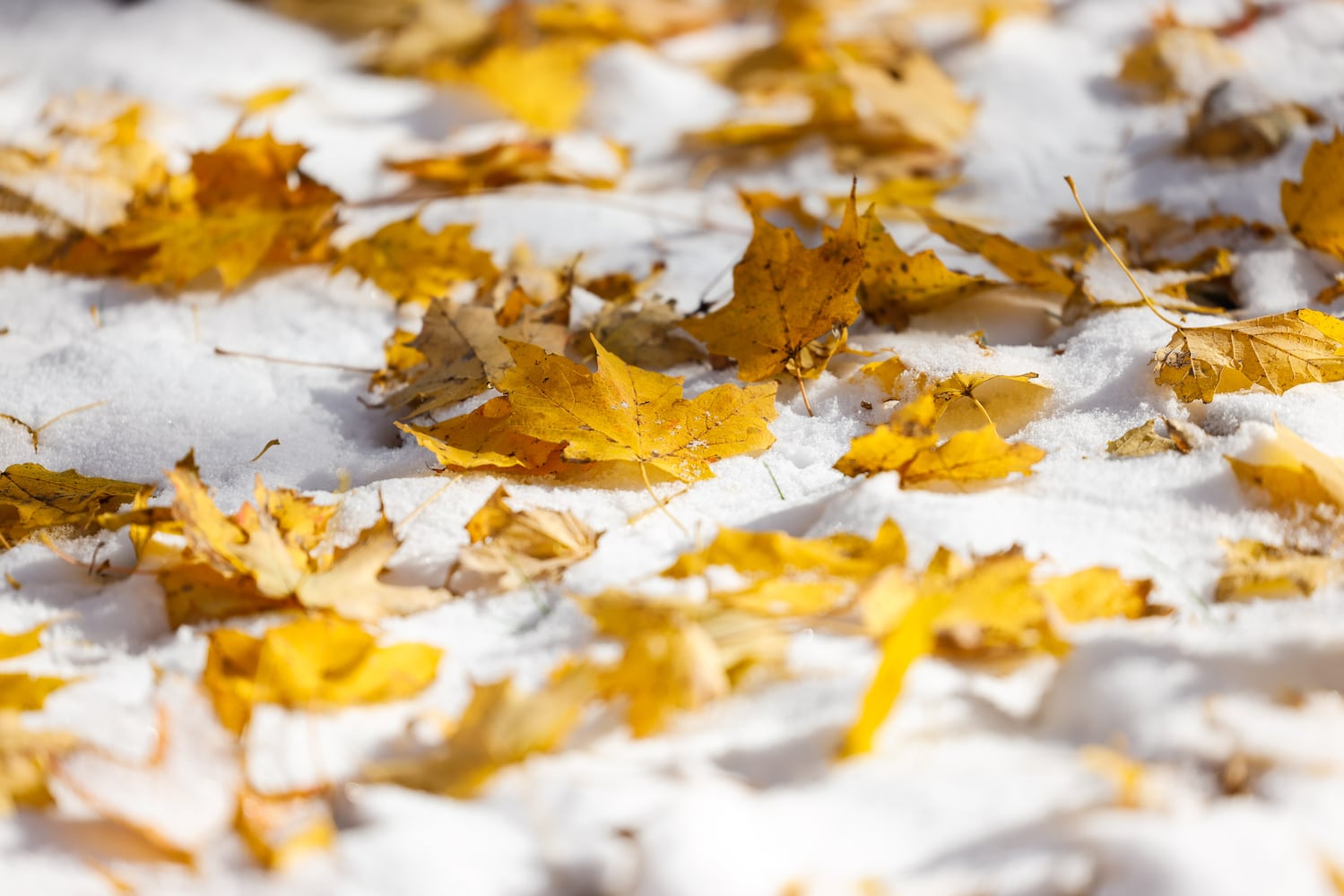 111025 snow cox carm