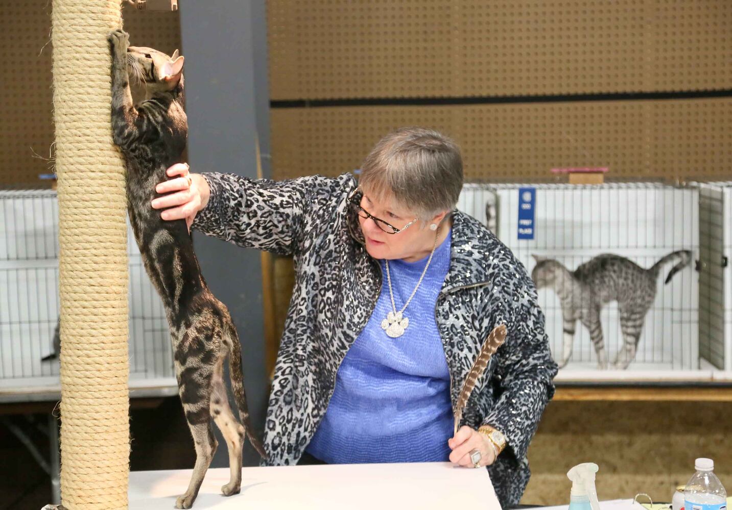 Cat Show at Butler County Fairgrounds