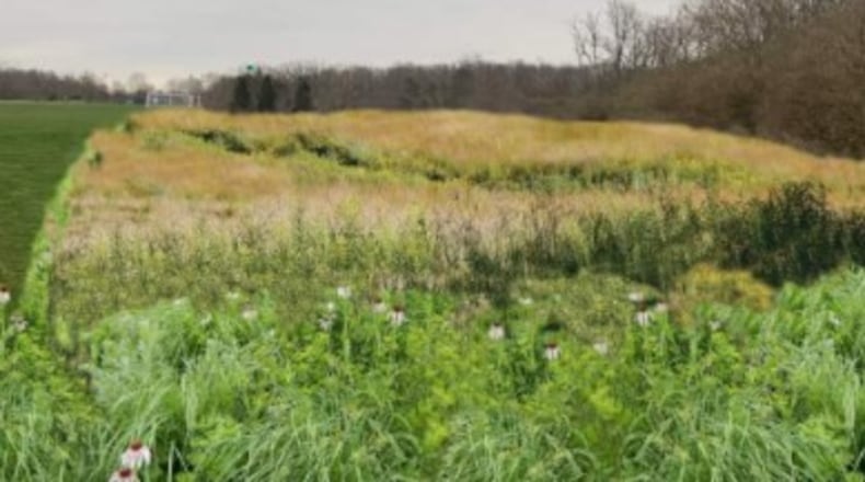 A rendering of a potential native grassland site located south of the soccer field at Oxford Community Park. CONTRIBUTED