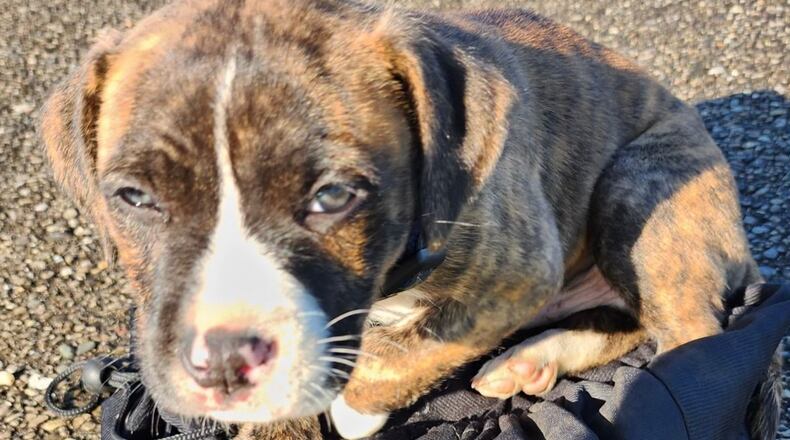 A puppy was found inside a bag tied shut Wednesday, April 24, 2024, at L.J. Smith Park in Hamilton. CONTRIBUTED