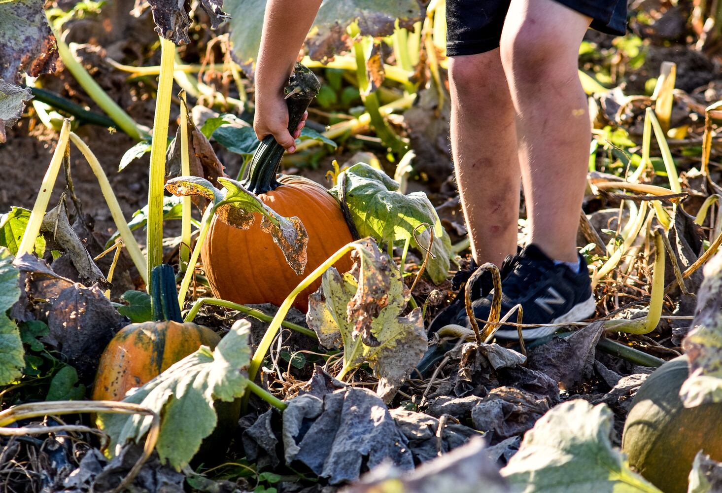 Jackson Family Farm offers visitors a chance to learn about farm life