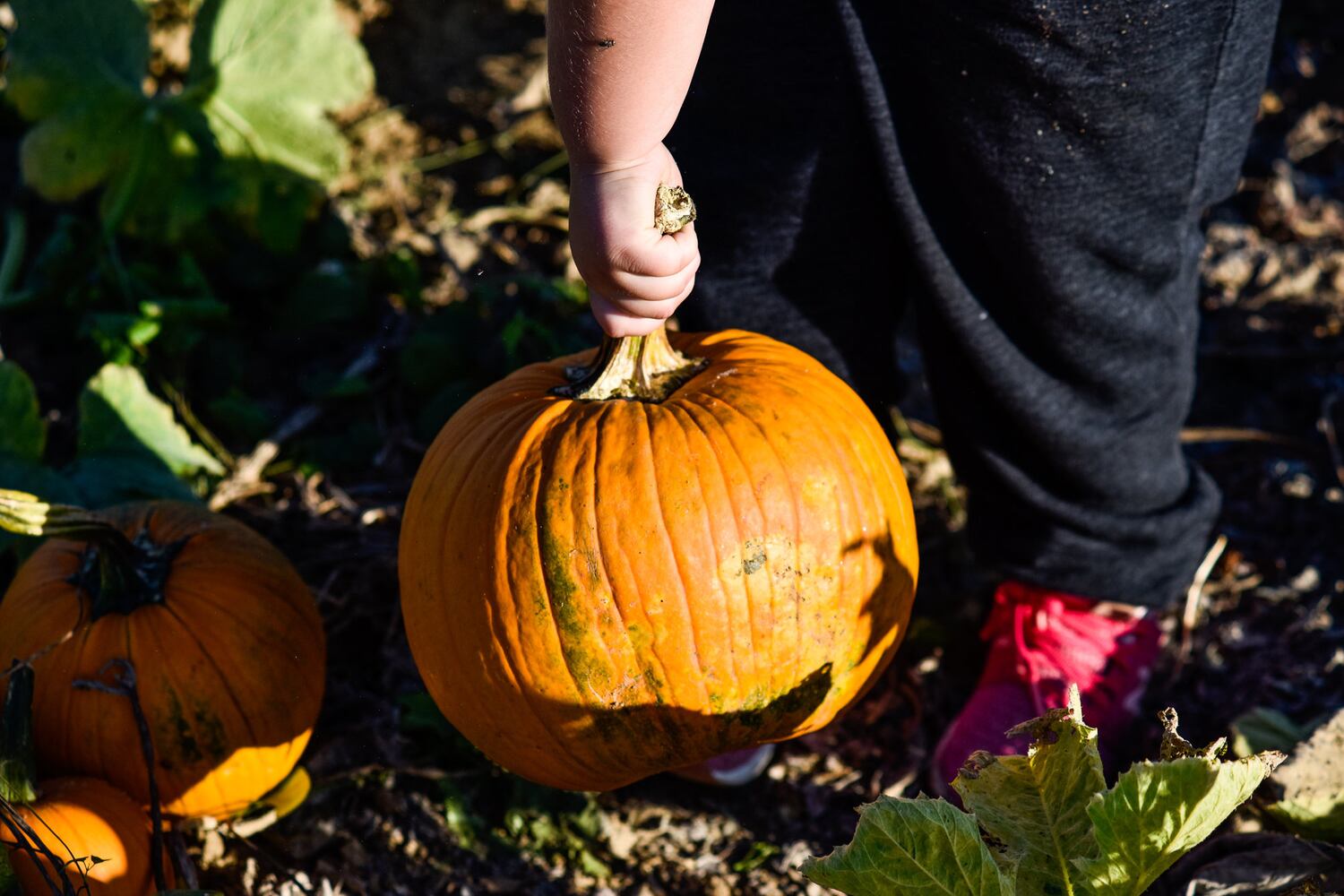 Jackson Family Farm offers visitors a chance to learn about farm life