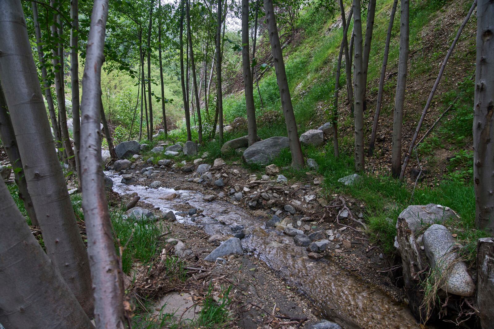 The Millard Creek flows through Millard Canyon, at the Chaney Trail Corridor, an area affected by the Eaton Fire, in Altadena, Calif., on Wednesday, April 23, 2025. (AP Photo/Damian Dovarganes)