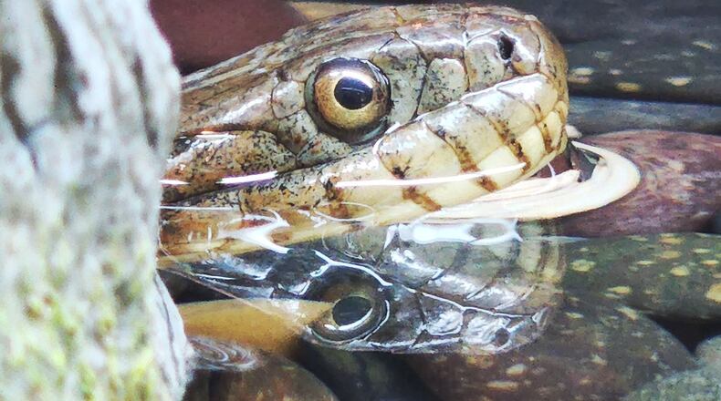 A northern water snake is on display at the new nature center at Hueston Woods State Park. The new building features interactive displays, aquariums with fish and reptiles, a pollinator habitat and more. NICK GRAHAM/STAFF