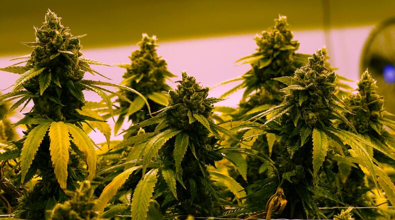 A cannibis plant that is close to harvest grows in a grow room at the Greenleaf Medical Cannabis facility in Richmond, Va., Thursday, June 17, 2021. The date for legalizing marijuana possession is drawing near in Virginia, and advocacy groups have been flooded with calls from people trying to understand exactly what becomes legal in July. (AP Photo/Steve Helber)