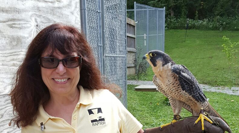 Charlene Howell works with Lucy, a Peregrine Falcon, as part of RAPTOR, Inc. CONTRIBUTED