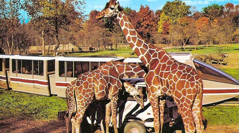 Kings Island's former Lion Country Animal Safari took guests on a monorail trek through various enclosures filled with lions, zebras, giraffes and more. Photo courtesy of Kings Island and Don Helbig