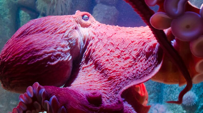 The giant pacific octopus is getting a large new habitat located in the Octopus Den at Newport Aquarium. CONTRIBUTED