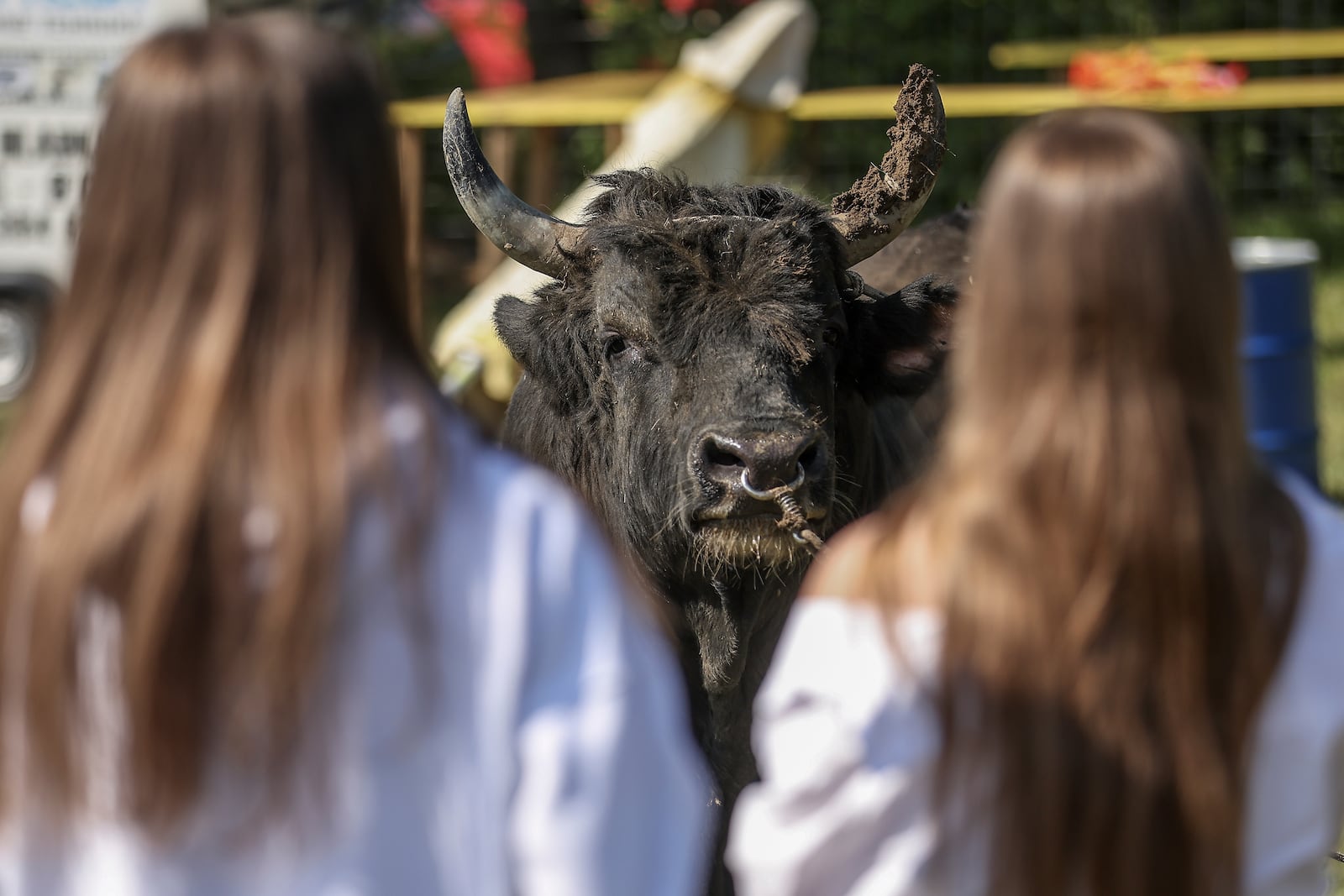 Two girls look at a bull prior to the start of the bullfights in Bijelo Polje, Bosnia, Sunday, May 11, 2025. (AP Photo/Armin Durgut)