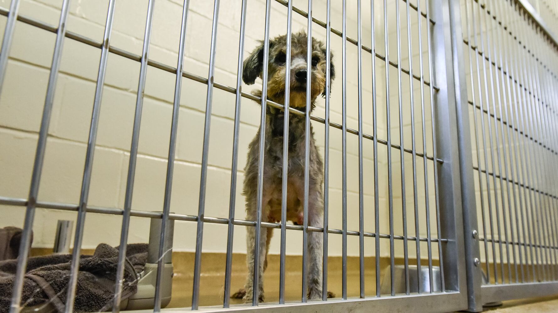 Humane Society of Warren County caring for 111 rescued poodles