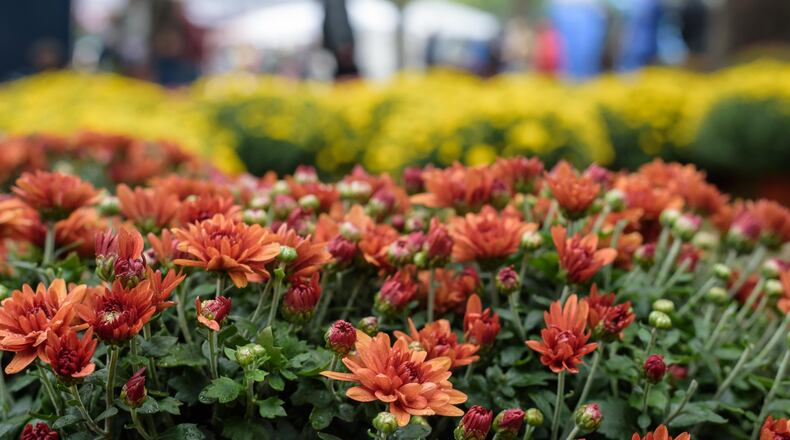 Mums are a great fall decoration. FILE