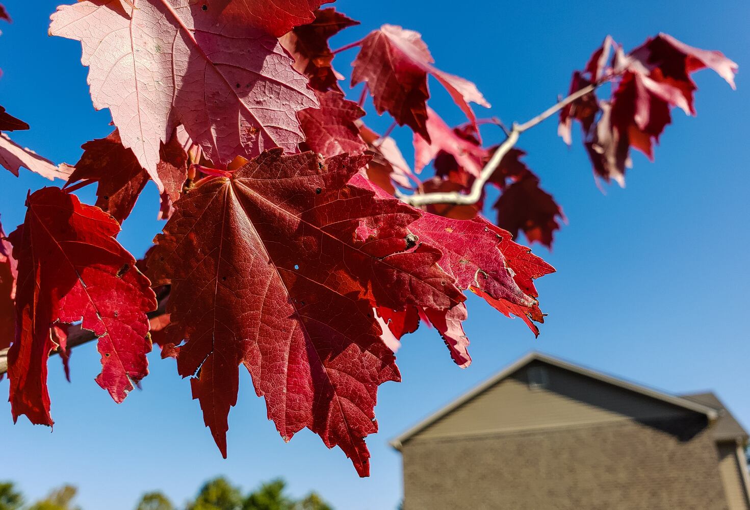 Fall colors October 2020