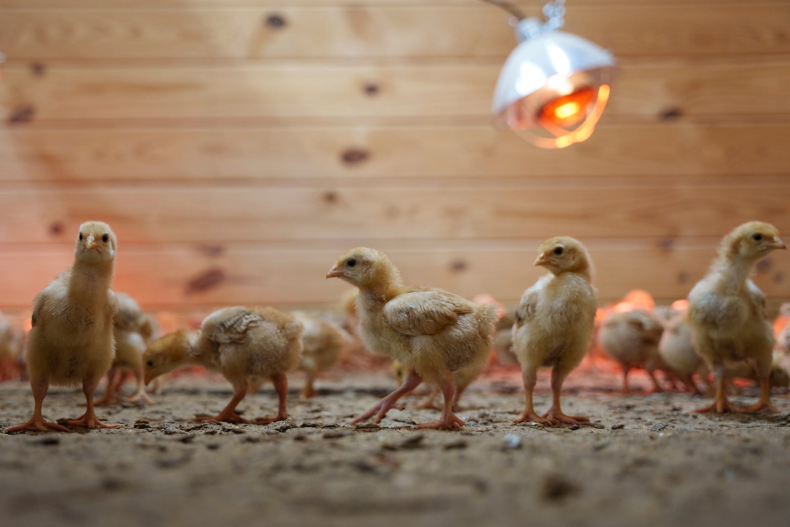 Hundreds of chicks mill around a stall at First State Animal Center and SPCA on Friday, May 16, 2025, in Camden, Del. (AP Photo/Mingson Lau)