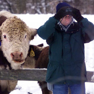 While participating in the annual Christmas bird count at the Aullwood Audubon Center, Ray Corder and his daughter Carrie are approached from behind by a bull that is cared for at the Aullwood Farm. STAFF FILE PHOTO