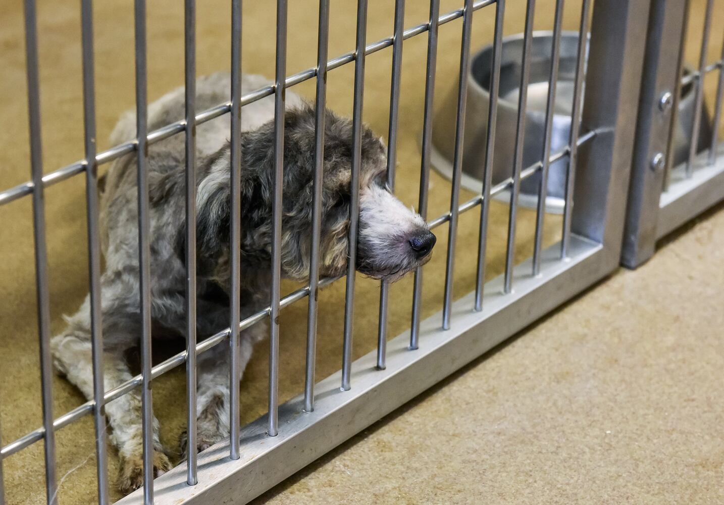 Humane Society of Warren County caring for 111 rescued poodles