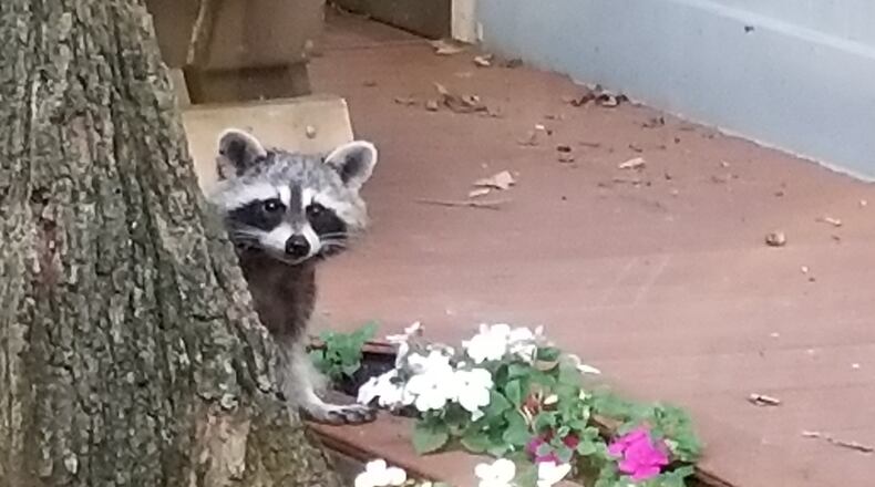 Priscilla Mutter took this photo of a raccoon in Clayton on July 4. Her description says, “Young raccoon.” We’ll take Priscilla’s word for it that the animal is indeed young. And because it was July Fouth, we’ll also give the critter credit for being patriotic.