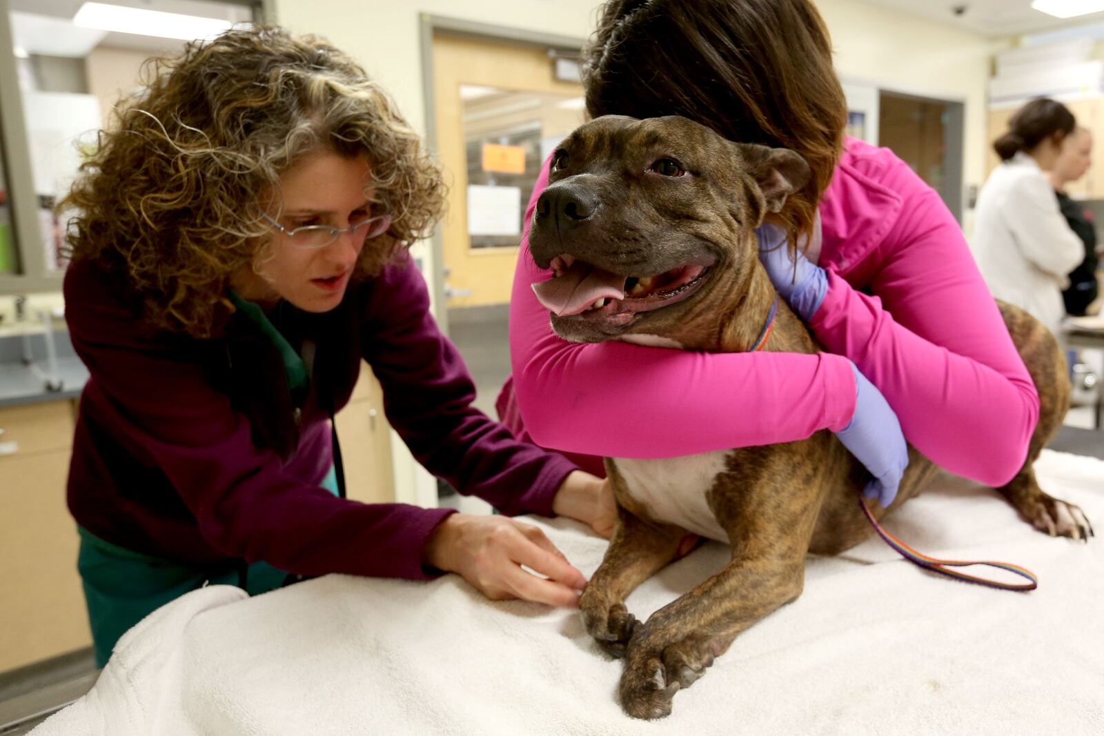 Dr. Jennifer Warnock looks over the from legs of Tigger, a bull terrier mix with deformed front legs, during an exam to decide how to approach surgery at the Oregon State University College of Veterinary Medicine in Corvallis on Friday, Sept. 16, 2016. More than $16,000 were raised for Tigger's surgical and medical expenses after an original story by the Statesman Journal.
