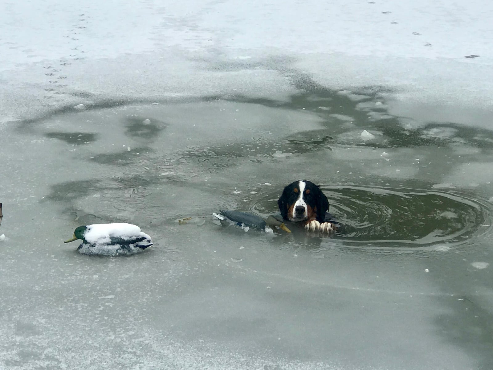 Franklin Firefighter/EMT Kyle Keeler is holding Maggie, a puppy that had to be rescued from an icy pond on Beal Road after falling through the ice. CONTRIBUTED.