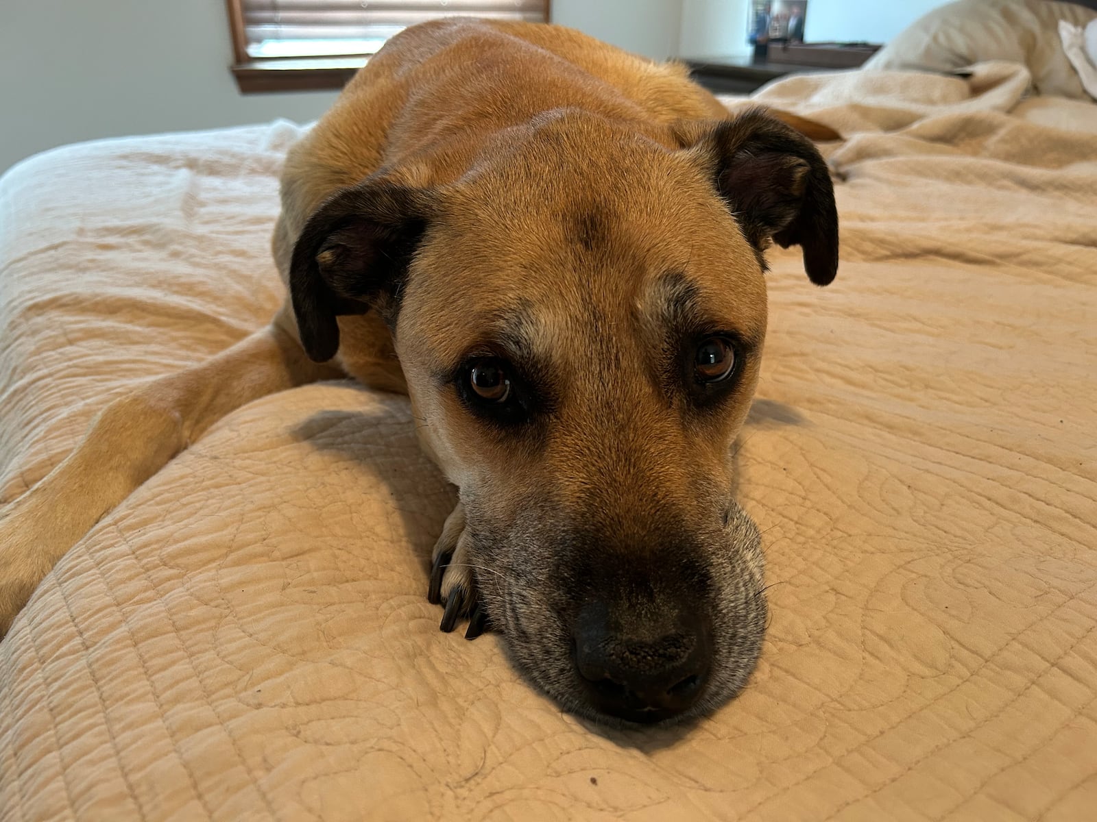 Abe lost most of his energy and about 10 pounds after he was diagnosed with Cushing's disease. SUBMITTED PHOTO