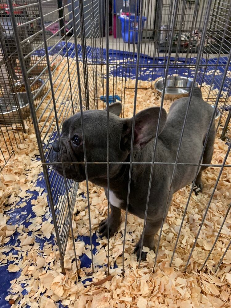 PHOTOS: French Bulldogs rescued from Sidney home