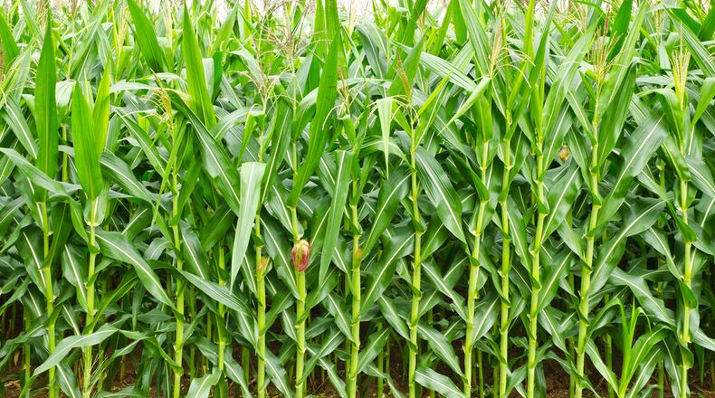 A vehicle stolen from a home in Oxford was found two days later in a cornfield in Camden.