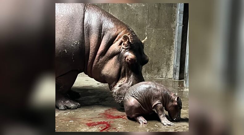 The Cincinnati Zoo's hippo Bibi gave birth to her second calf on Wednesday, Aug. 3, 2022, making 5-year-old Fiona officially a big sister. Photo courtesy the Cincinnati Zoo & Botanical Garden.