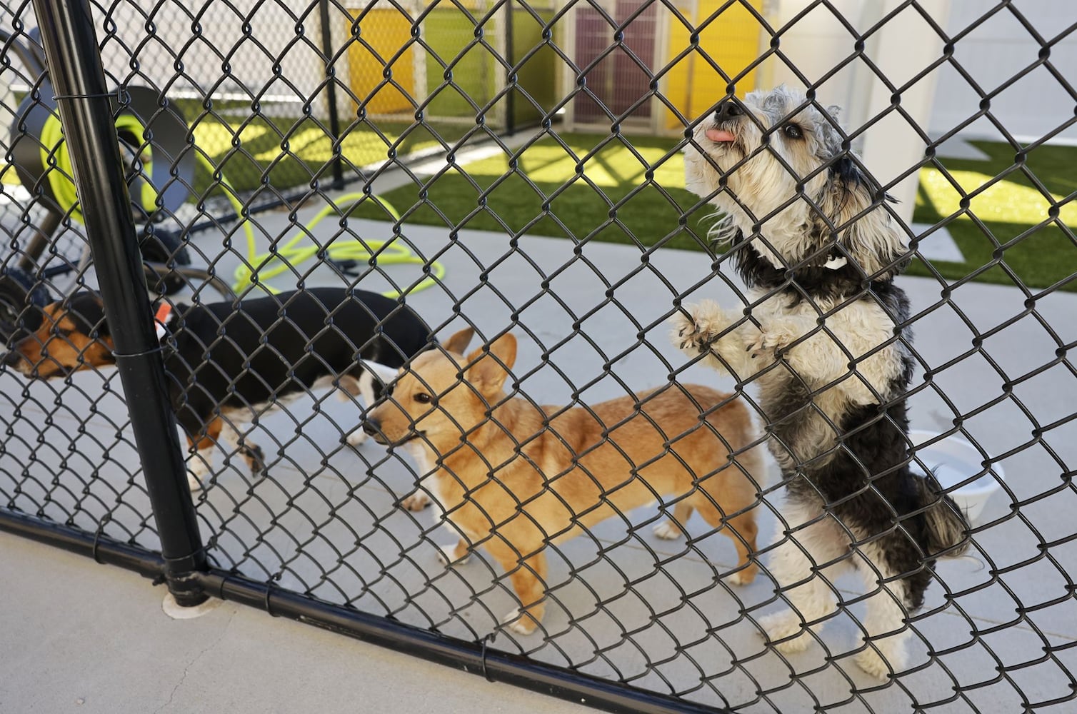 111423 Petsuites