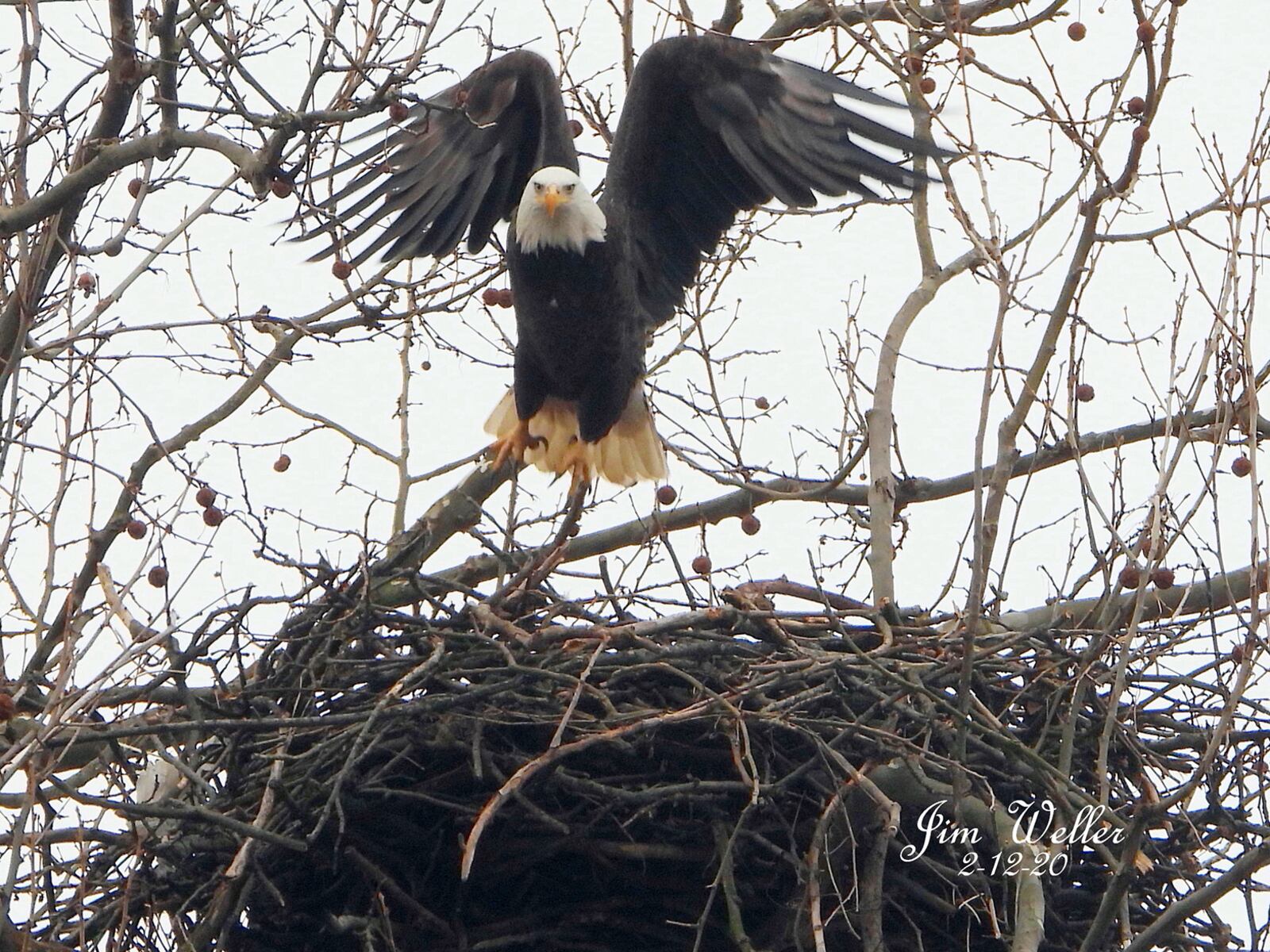 This is the third year Orv and Willa, life-long mates, have nested in in a sycamore tree above Wright Hall inside Carillon Historical Park. PHOTO COURTESY OF JIM WELLER