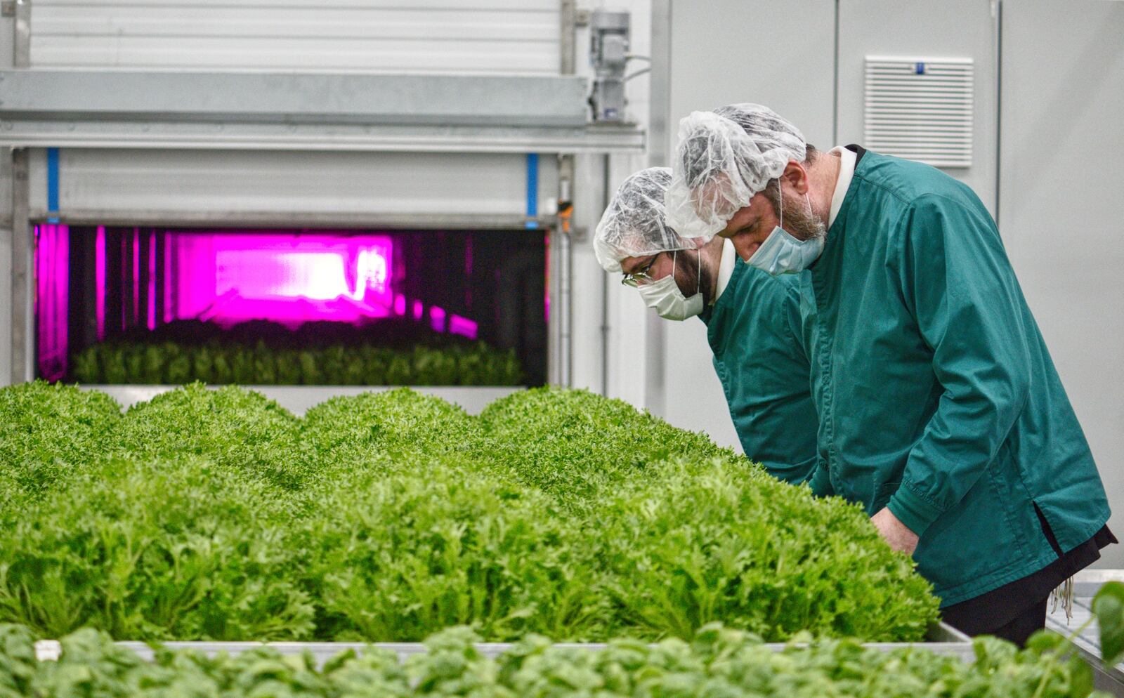 80 Acres Farms produce has been certified insect free and Pareve by Central Kosher. Rabbi Avrohom Weinrib, left, and Rabbi Lazer Fischer inspected the facility Friday, March 12 and performed tests to verify products were insect free. NICK GRAHAM / STAFF