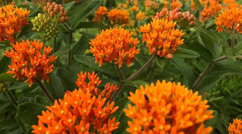 Milkweed is an Ohio native plant in the Five Rivers MetroParks. JASON SULLIVAN / CONTRIBUTED