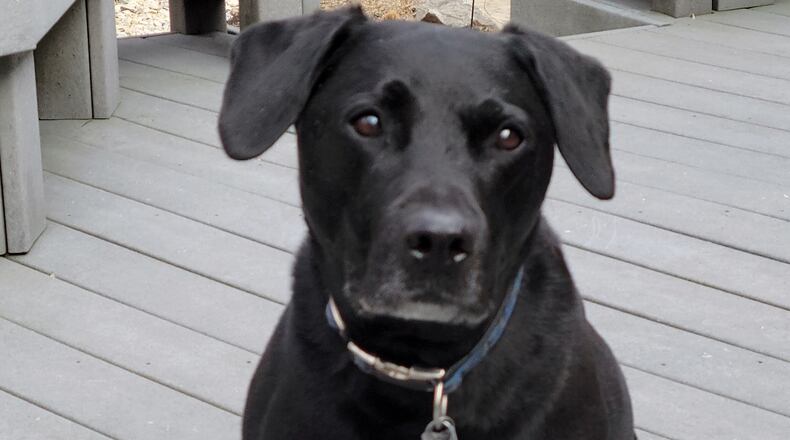Teddy the Lab celebrates his birthday all month long in March. KARIN SPICER/CONTRIBUTED