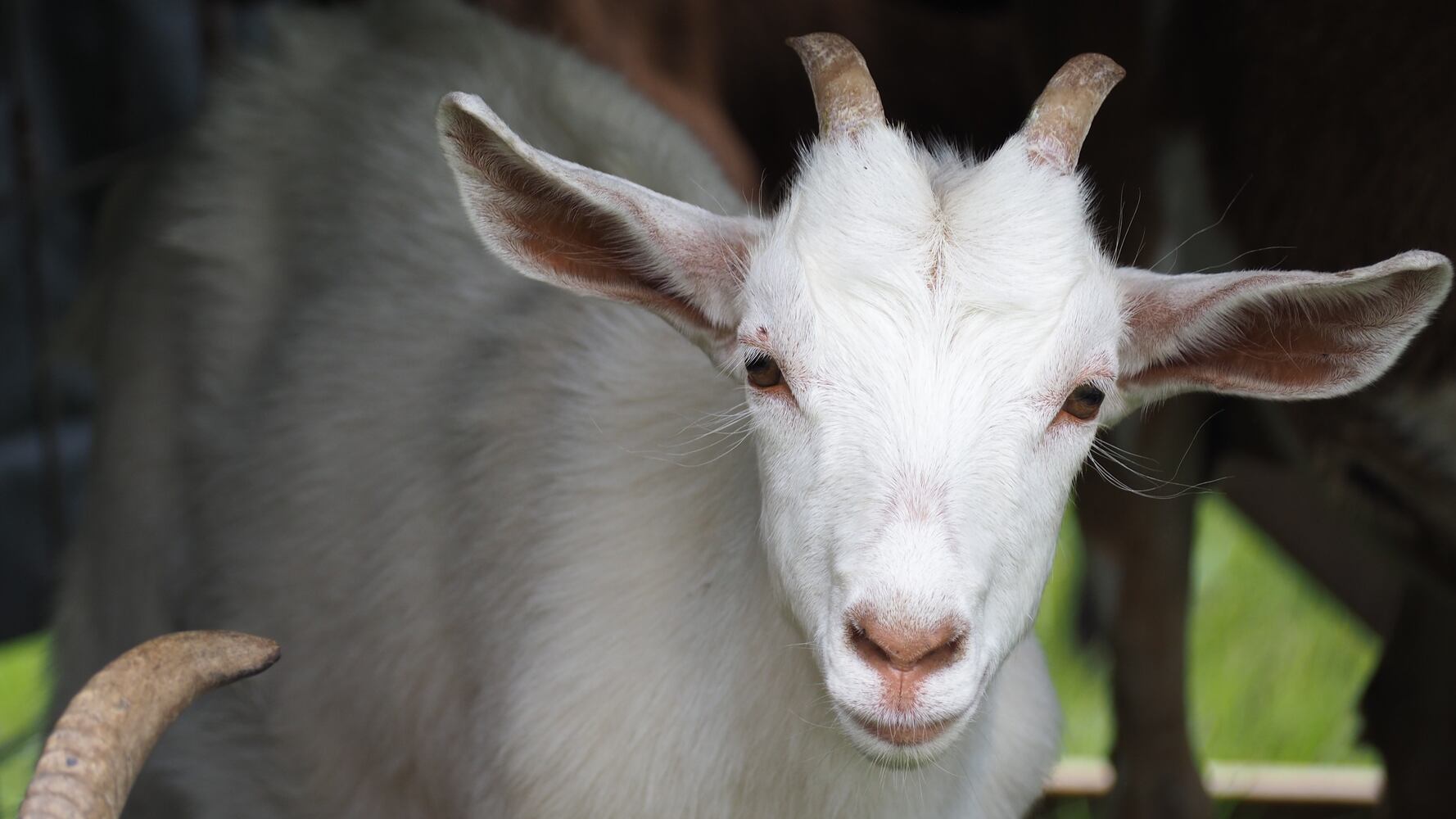 Miami Woods goats