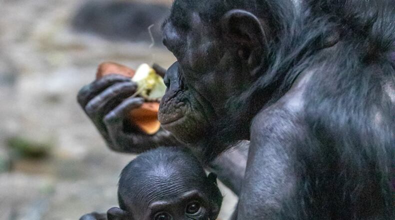 May is Zoo Babies Month at the Cincinnati Zoo & Botanical Garden and visitors can see dozens of species of baby animals, including Amali a bonobo. CINCINNATI ZOO & BOTANICAL GARDEN